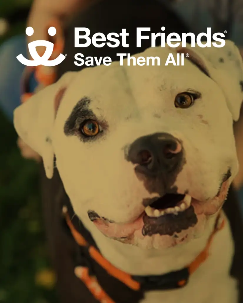 Dog smiling at the camera, Best Friends logo